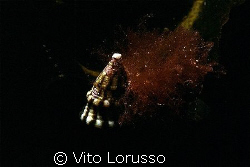 Schells by Vito Lorusso 